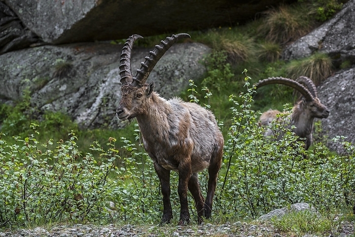 ibex Two male Alpine ibex  Capra ibex  foraging among shrubs in the Alps in spring, by alimdi   Arterra   Philippe Cl ment