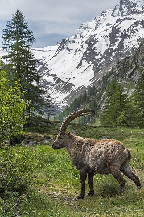 ibex Male Alpine ibex  Capra ibex  foraging in the Valsavarenche valley in the Graian Alps in spring, Gran Paradiso National Park, Italy, Europe, by alimdi   Arterra   Philippe Cl ment