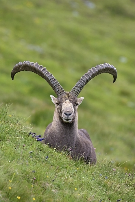 ibex Alpine ibex  Capra ibex  male with big horns in summer in the Hohe Tauern National Park, Austrian Alps, Carinthia, K rnten, Austria, Europe, by alimdi   Arterra   Sven Erik Arndt