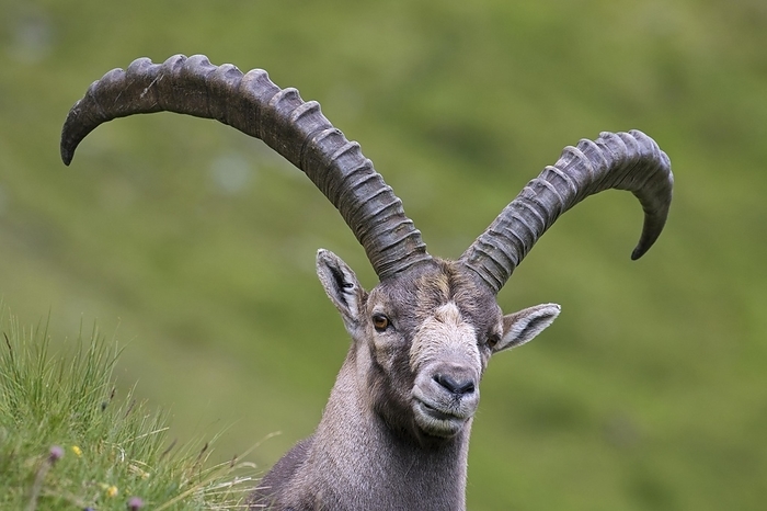 ibex Alpine ibex  Capra ibex  male with big horns in summer in the Hohe Tauern National Park, Austrian Alps, Carinthia, K rnten, Austria, Europe, by alimdi   Arterra   Sven Erik Arndt