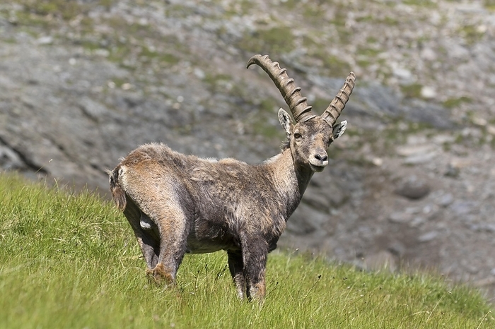 ibex Alpine ibex  Capra ibex  young male in summer in the Hohe Tauern National Park, Austrian Alps, Carinthia, K rnten, Austria, Europe, by alimdi   Arterra   Sven Erik Arndt