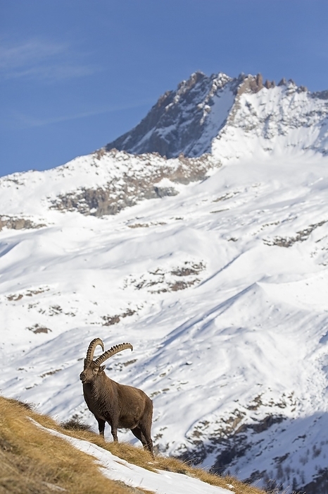 ibex Alpine ibex  Capra ibex  male foraging in the snow in winter in the Gran Paradiso National Park, Italian Alps, Italy, Europe, by alimdi   Arterra   Sven Erik Arndt