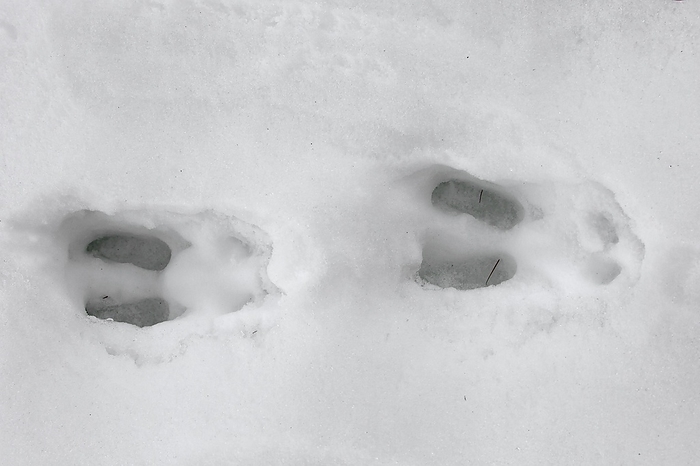 chamois  Rupicapra rupicapra  Chamois  Rupicapra rupicapra  close up of footprints in the snow in winter, by alimdi   Arterra   Sven Erik Arndt