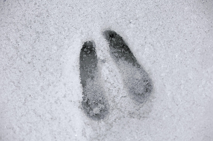 chamois  Rupicapra rupicapra  Chamois  Rupicapra rupicapra  close up of footprints in the snow in winter, by alimdi   Arterra   Sven Erik Arndt