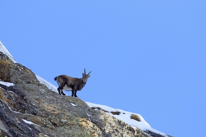ibex Alpine ibex  Capra ibex  female foraging on mountain slope in winter in the Gran Paradiso National Park, Italian Alps, Italy, Europe, by alimdi   Arterra   Sven Erik Arndt