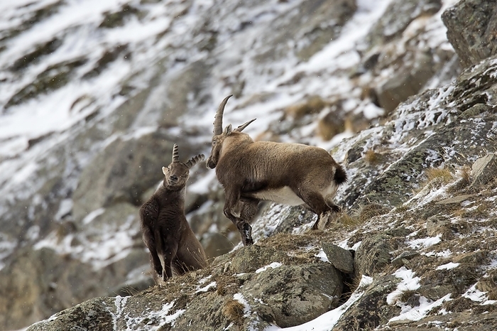 ibex Two young Alpine ibex  Capra ibex  males fighting on mountain slope during the rut in winter, Gran Paradiso National Park, Italian Alps, Italy, Europe, by alimdi   Arterra   Sven Erik Arndt