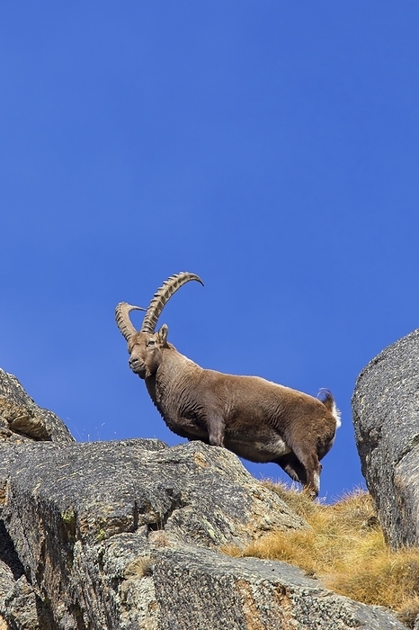 ibex Alpine ibex  Capra ibex  male with large horns on mountain ridge in winter, Gran Paradiso National Park, Italian Alps, Italy, Europe, by alimdi   Arterra   Sven Erik Arndt