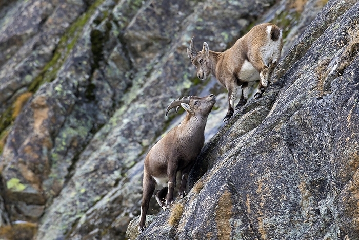 ibex Young male Alpine ibex  Capra ibex  with small horns and juvenile in rock face in winter, Gran Paradiso National Park, Italian Alps, Italy, Europe, by alimdi   Arterra   Sven Erik Arndt