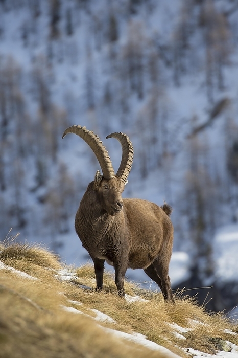 ibex Alpine ibex  Capra ibex  male with large horns foraging on mountain slope in the snow in winter, Gran Paradiso National Park, Italian Alps, Italy, Europe, by alimdi   Arterra   Sven Erik Arndt