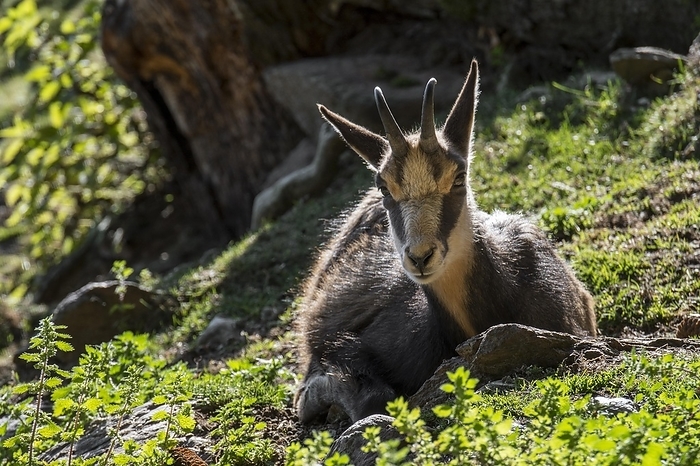 chamois  Rupicapra rupicapra  Chamois  Rupicapra rupicapra  resting in mountain slope in autumn, fall, by alimdi   Arterra   Philippe Cl ment
