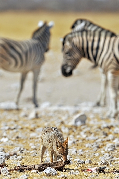 black backed jackal  carnivore, Canis mesomelas  Black backed jackal  Canis mesomelas  eating from antelope carcass among zebras, Etosha National Park, Namibia, Africa, by alimdi   Arterra   Loulou Beavers