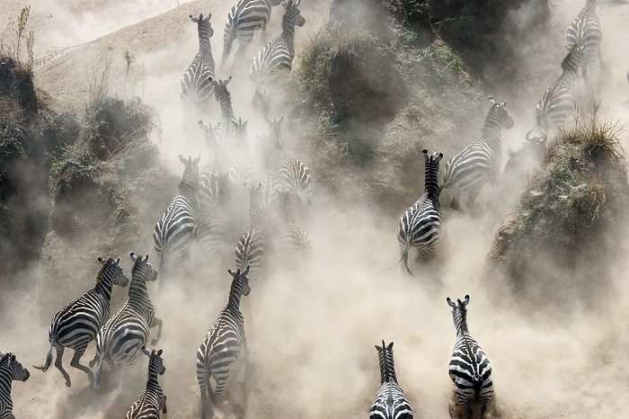 Common zebras (Equus burchelli) climbing riverbank of the Mara River during migration, Masai Mara National Reserve, Kenya, East Africa, Africa, by alimdi / Arterra / Marica van der Meer