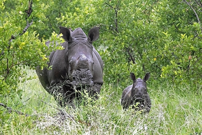 white rhinoceros  Ceratotherium simum  White rhinoceros, square lipped rhinoceros  Ceratotherium simum , cow, female with calf in the Kruger National Park, Mpumalanga, South Africa, Africa, by alimdi   Arterra   Marica van der Meer