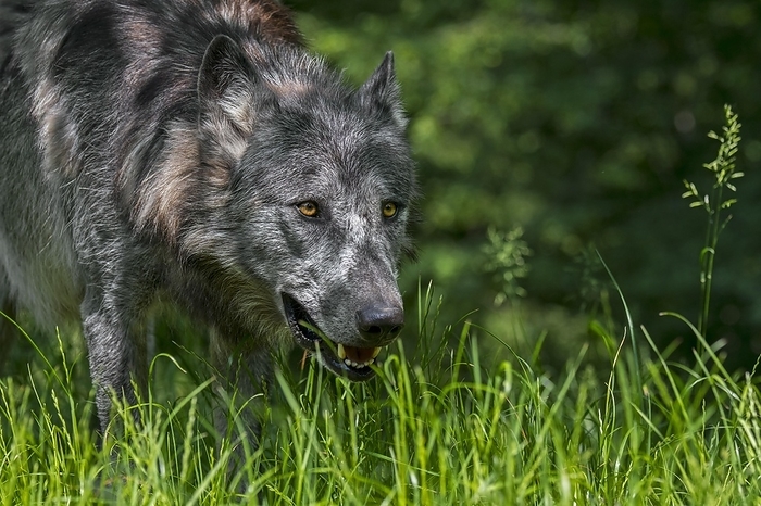 Alaskan wolf Black Northwestern wolf, Mackenzie Valley wolf  Canis lupus occidentalis , Alaskan timber wolf, Canadian timber wolf stalking prey in forest, by alimdi   Arterra   Philippe Cl ment