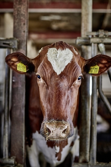 cattle  Bos taurus  Dairy cow  Bos taurus  in barn, Germany, Europe, by Viktoria Stark
