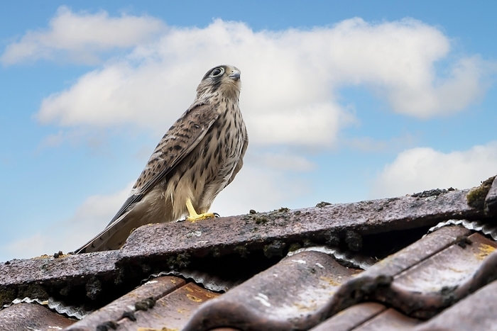 common kestrel  Falco tinnunculus  Common Common Kestrel  Falco tinnunculus , just fledged young bird sitting on a house roof, Vulkaneifel, Rhineland Palatinate, Germany, Europe, by Winfried Sch fer
