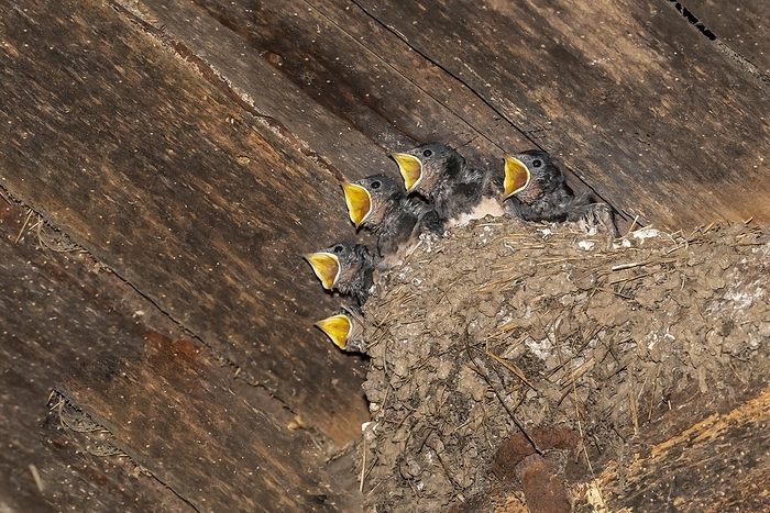 Barn swallow (Hirundo rustica), five fledglings in nest with torn beaks, Volcanic Eifel, Rhineland-Palatinate, Germany, Europe, by Winfried Schäfer