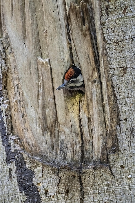 red woodpecker  Dryocopus martius  Buntspecht  Dendrocopos major , Jungvogel schaut aus der Bruth hle, Vulkaneifel, Rheinland Pfalz, Deutschland, by Winfried Sch fer