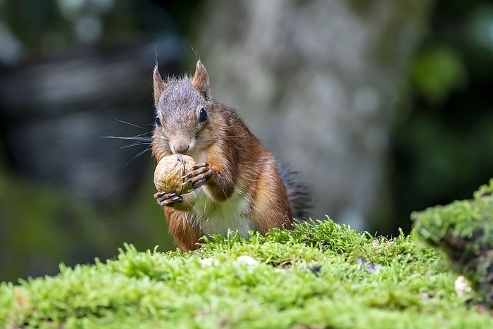 red squirrel  Sciurus vulgaris  Squirrel  Sciurus vulgaris , eats walnut, Volcanic Eifel, Rhineland Palatinate, Germany, Europe, by Winfried Sch fer