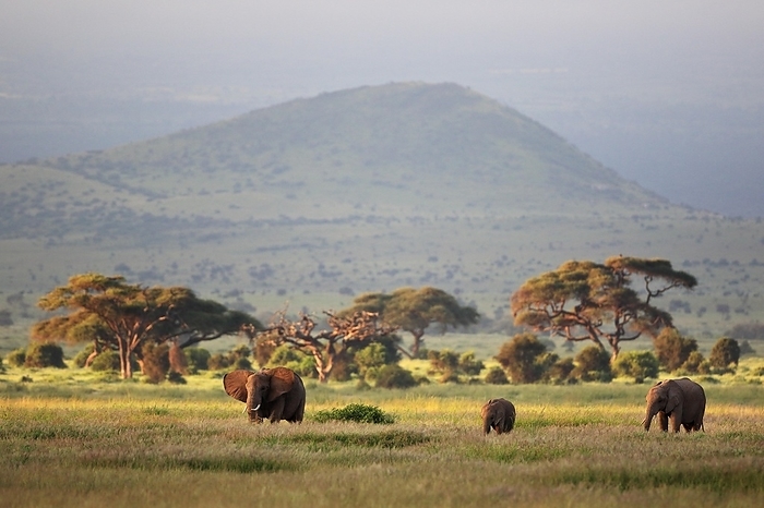 African bush elephant African elephant  Loxodonta africana , group, savannah, fog, trees, Amboseli National Park, Kenya, Africa, by Wolfgang Veeser