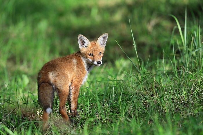red fox  Vulpes vulpes  Red fox  Vulpes vulpes , fox cub standing in the grass, young male, Krauchenwies, Sigmaringen County, Upper Danube nature Park, Baden W rttemberg, Germany, Europe, by Wolfgang Veeser