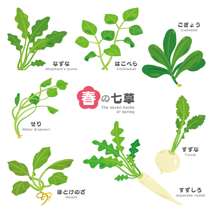 Spring Seven Herbs Set with Hiragana and English