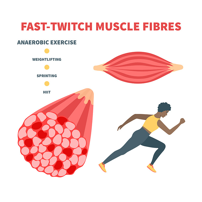 Fast twitch muscle fibres, illustration Fast twitch muscle fibres, illustration., by ART4STOCK SCIENCE PHOTO LIBRARY