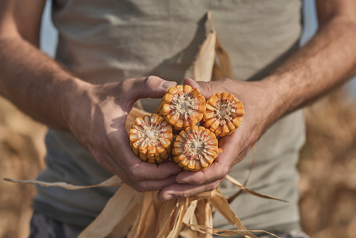 Man holding harvested corn on the cob Man holding harvested corn on the cob., by IGOR STEVANOVIC   SCIENCE PHOTO LIBRARY