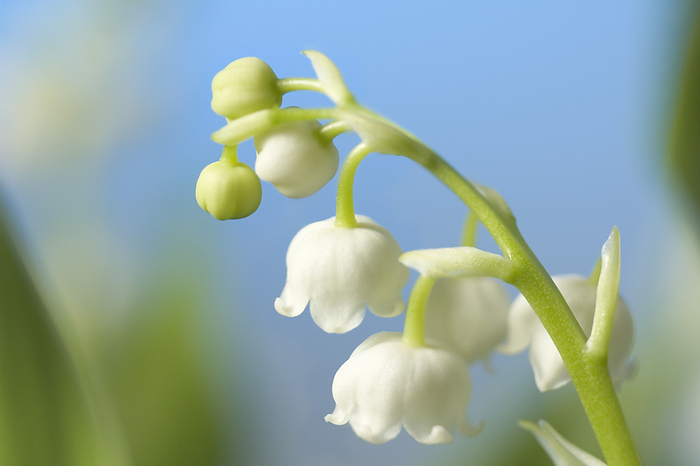 Lily of the valley  Convallaria majalis  Lily of the valley  Convallaria majalis  flowers., by MARIA MOSOLOVA SCIENCE PHOTO LIBRARY