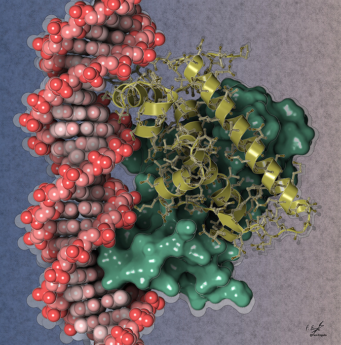 Anti CRISPR protein, illustration Illustration of the anti CRISPR  Acr  protein apo aca2 bound to a synthetic DNA  deoxyribonucleic acid, red at left  molecule. CRISPR mediated adaptive immune systems are bacterial immune systems that recognise and destroy a viral pathogen s DNA or RNA  ribonucleic acid  genome. Viruses have evolved their own proteins that target and inhibit CRISPR proteins. Apo aca2 is produced by the bacteriophage ZF40 that attacks Pectobacterium carotovorum bacteria., by FRANCISCO J. ENGUITA SCIENCE PHOTO LIBRARY