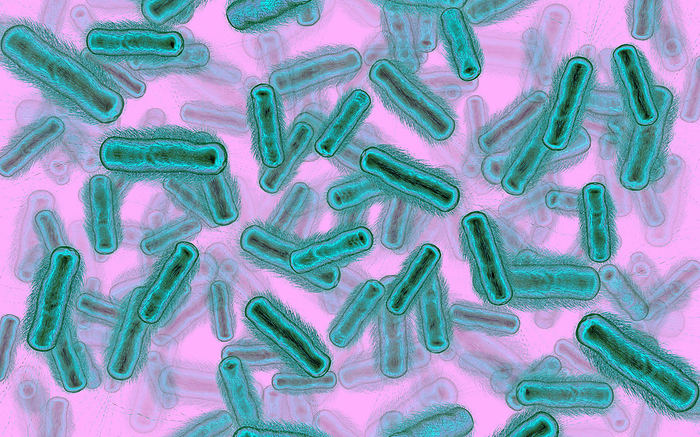 Bacteria, illustration Bacteria, illustration., by THOMAS PARSONS SCIENCE PHOTO LIBRARY