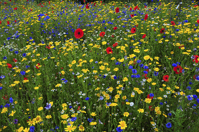 Wild flower meadow Cultivated wild flower meadow with red poppy  Papaver rhoeas ,  corn marigold  Glebionis segetum  and cornflower  Centaurea cyanus  flowers. Photographed near Wareham in Dorset, UK., by COLIN VARNDELL SCIENCE PHOTO LIBRARY