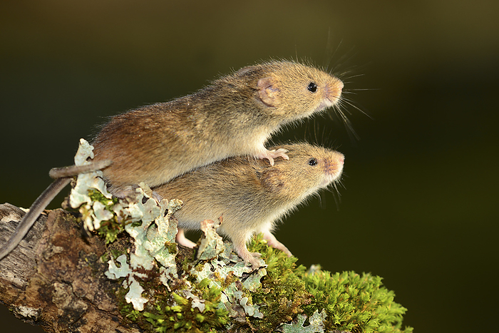 Harvest mice interacting Adult harvest mice  Micromys minutes soricinus  interacting. Photographed in Dorset, UK., by COLIN VARNDELL SCIENCE PHOTO LIBRARY