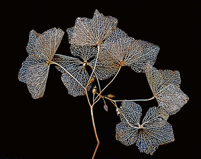 Venation in Hortensia petals Dried out and decomposed Hortensia flower. With the photograph taken in transient light the delicate venation in the dried out petals is well accentuated, by DIRK WIERSMA SCIENCE PHOTO LIBRARY