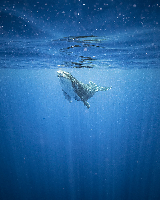 Whale baby is swimming in the ocean near Moorea, by Cavan Images / Evgeny Vasenev
