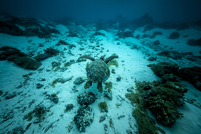 Sea turtle is swimming in the ocean near Moorea, by Cavan Images / Evgeny Vasenev