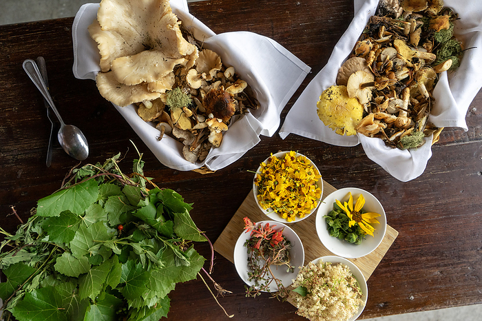 A variety of foraged ingredients on display table looking down, by Cavan Images / Mark Lipczynski