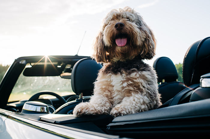cute dog sitting in a convertible mini car at sunset, by Cavan Images / Rachel Bell