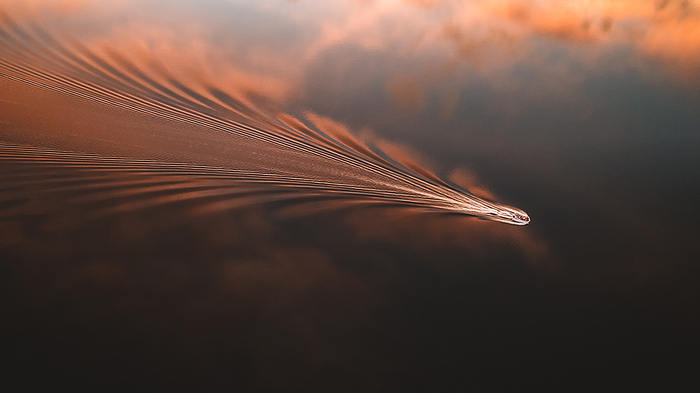 boat and wake ripples across smooth waters of a lake at sunset, Maine, by Cavan Images / Chris Bennett