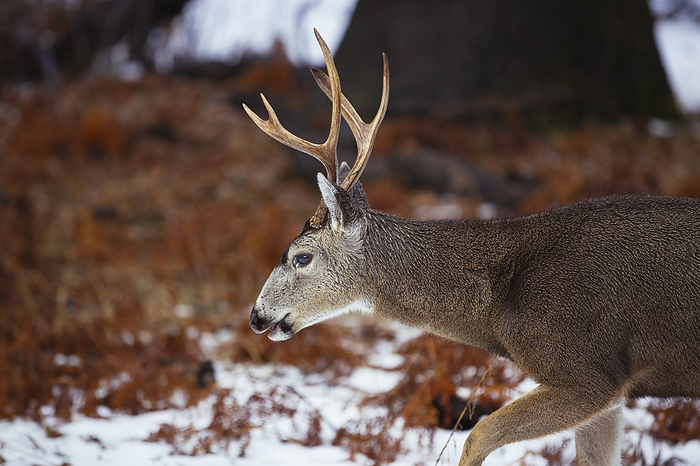 A male deer seen during winter in Yellowstone National Park., by Cavan Images / Steele Burrow