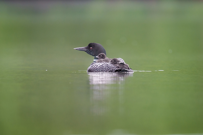 Two Loon Chicks Riding on Mother's Back, by Cavan Images / Annalise Kaylor
