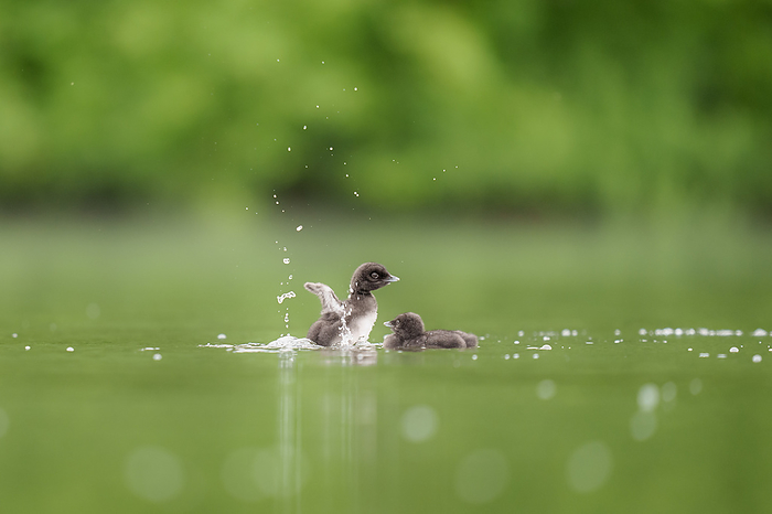 Baby Common Loon Chicks Floating in Lake, by Cavan Images / Annalise Kaylor