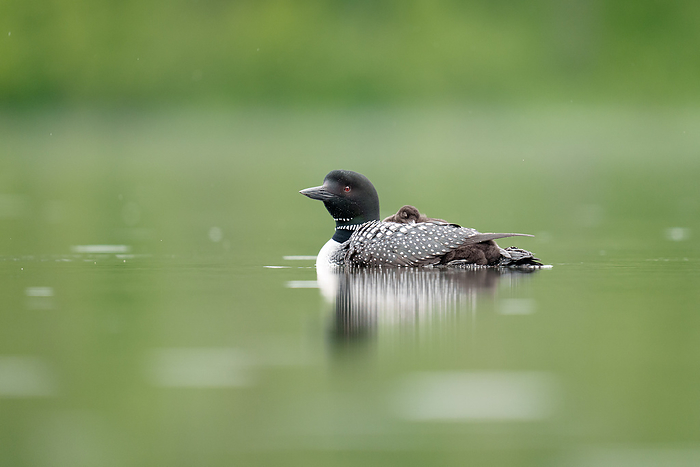 Baby Loon Chick Riding on Parent's Back in Lake, by Cavan Images / Annalise Kaylor