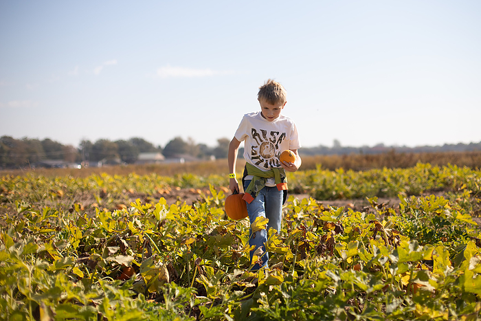 Child walking through pumpkin patch with his chosen small pumpki, by Cavan Images / Krista Taylor
