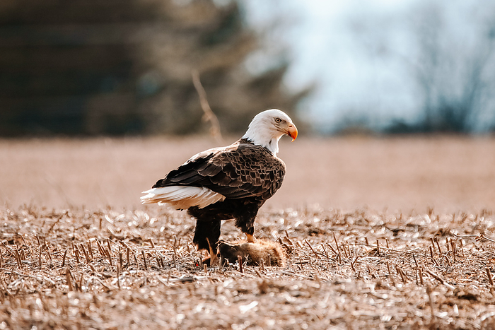 Bald Eagle about to snack on a groundhog, by Cavan Images / Megan Rigdon