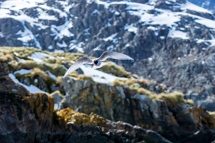 South Georgia Island Arctic Tern