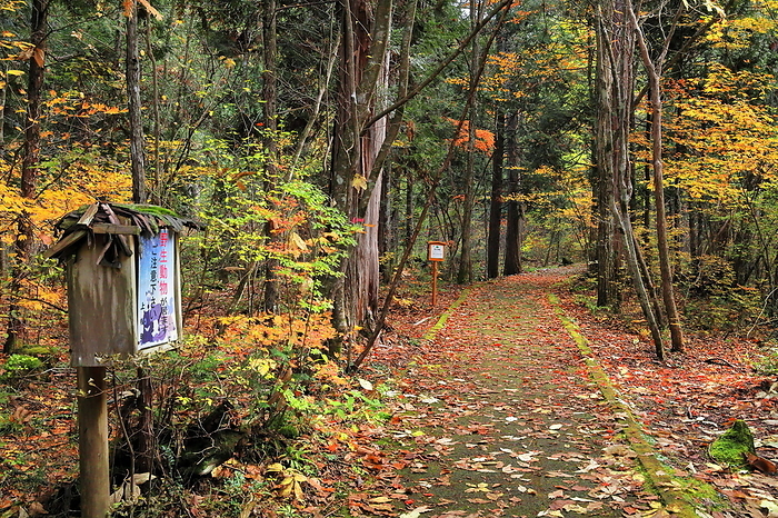 Akazawa Natural Recreation Forest Fureai Road Uematsu Town, Nagano Prefecture