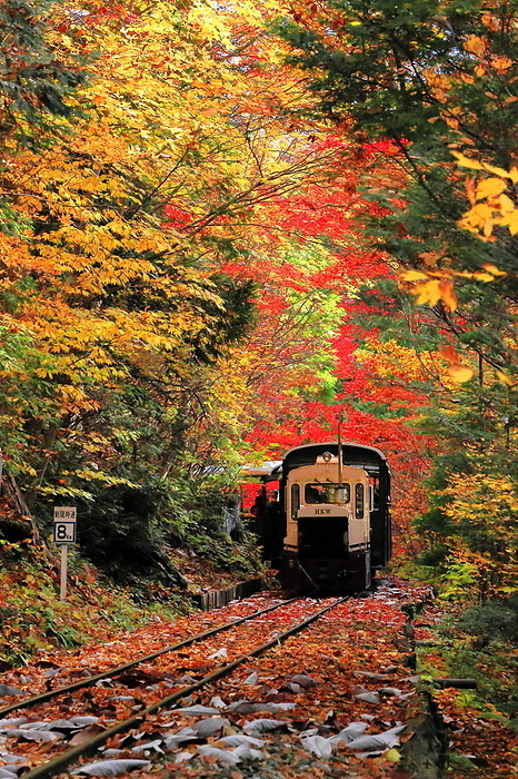Forest railroad running through Akazawa Natural Recreation Forest Uematsu Town, Nagano Prefecture
