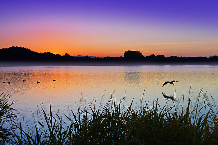 Hirosawa Pond at sunrise Birds Kyoto City, Kyoto Prefecture Hirozawa Pond with a beautiful morning glow. Birds flying over the pond.