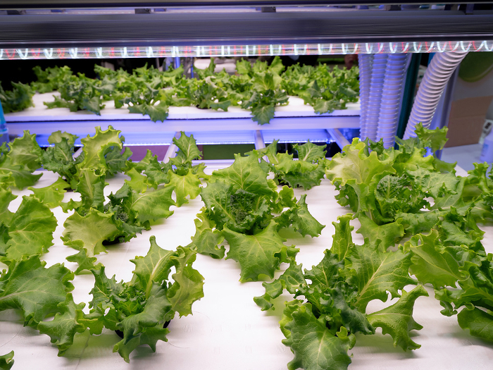 Factory cultivation of lettuce